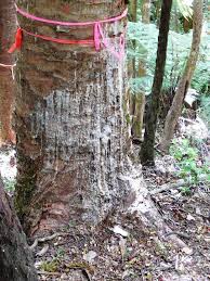 Trunk of kauri tree with dieback disease