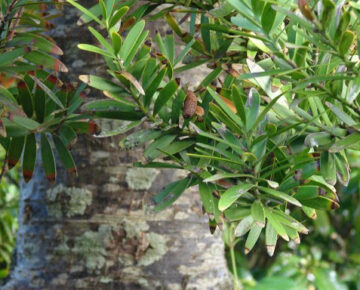 Kauri tree and leaves