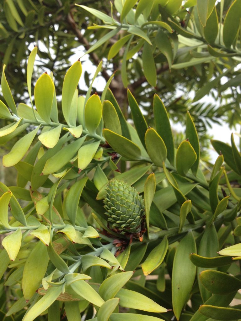 Close up of kauri tree leaves and cone