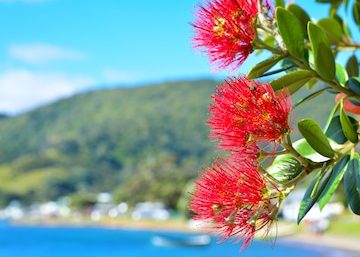 NZ Christmas Tree, the pohutukawa