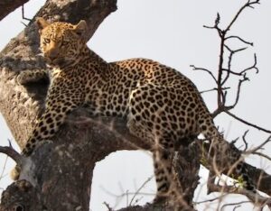 Leopard in a tree_Kruger National Park, South Africa